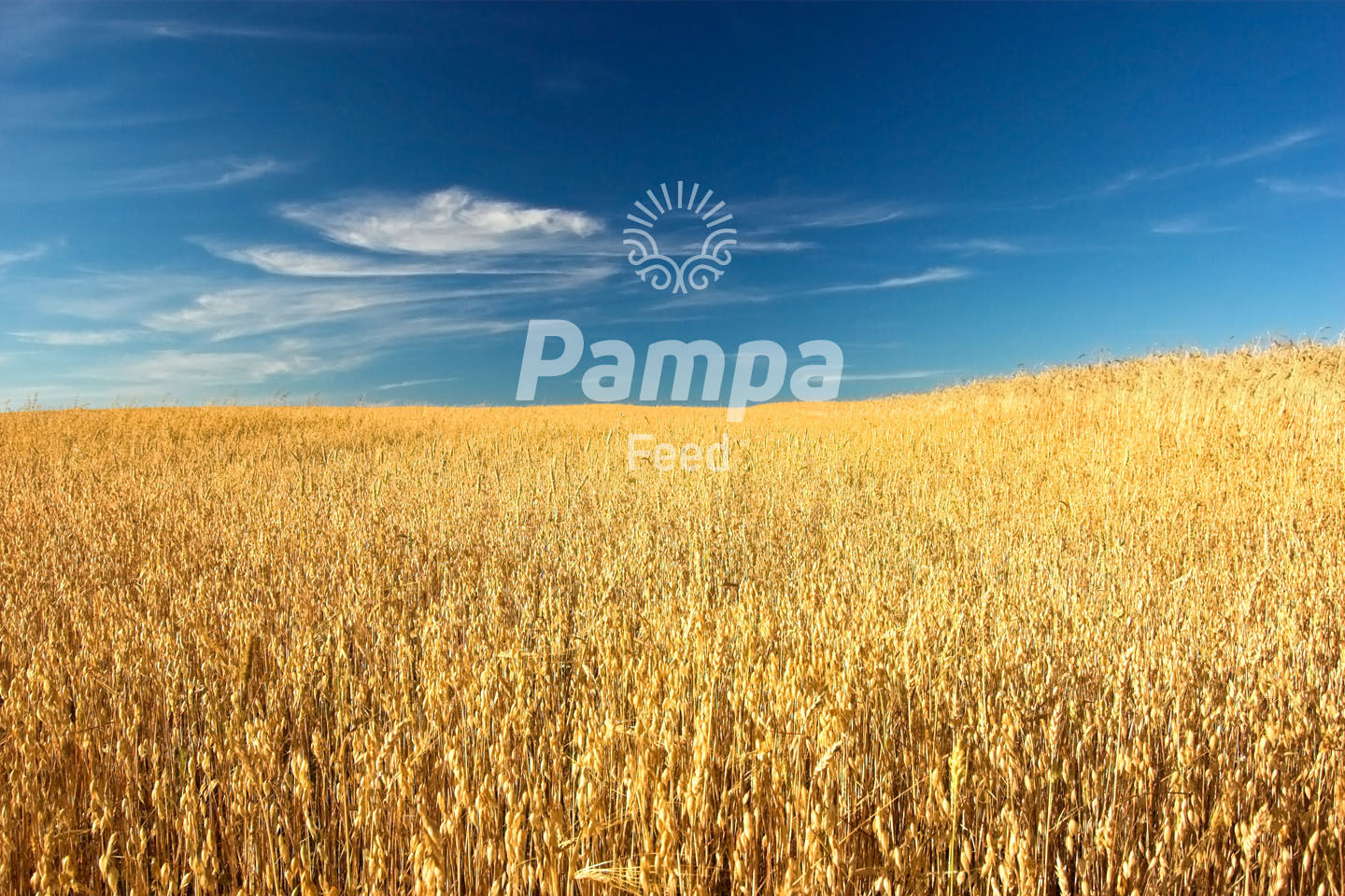 Pampa Corporation